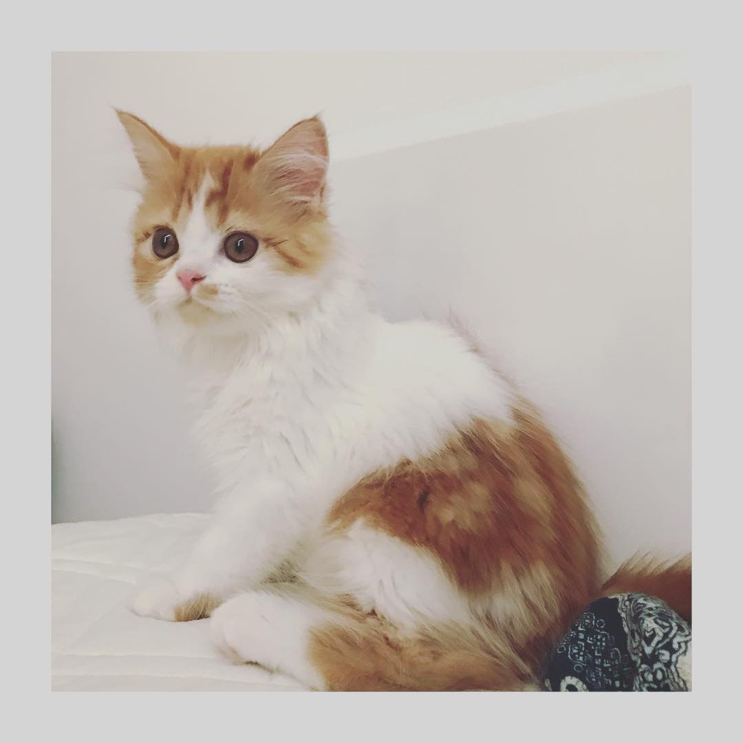 Muffin